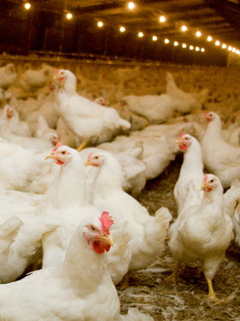 کاربرد ضدرسوب در پرورش طیور