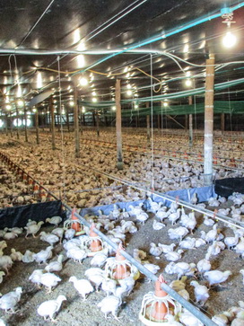 ضدرسوب الکترونیکی در مرغداری